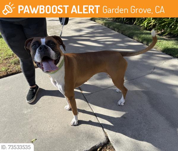 Found/Stray Female Dog last seen Orangewood and brookhurst, Garden Grove, CA 92840