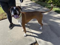 Found/Stray Female Dog last seen Orangewood and brookhurst, Garden Grove, CA 92840