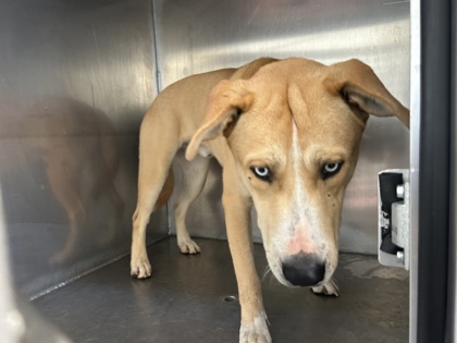 Shelter Stray Male Dog last seen Near NW 24TH ST, North District, TX, 355 Hillshire Dr, Haslet, TX 76052, USA