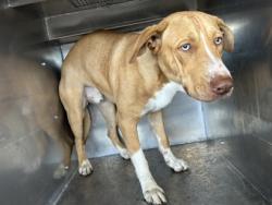 Shelter Stray Male Dog last seen Near NW 24TH ST, North District, TX, 355 Hillshire Dr, Haslet, TX 76052, USA