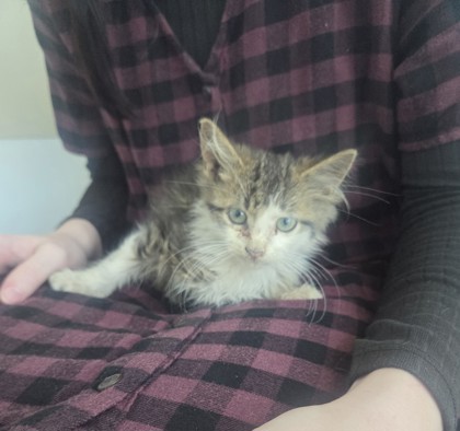 Shelter Stray Unknown Cat last seen Near N Fwy, North District, TX, 355 Hillshire Dr, Haslet, TX 76052, USA