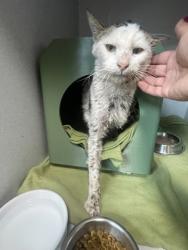 Shelter Stray Male Cat last seen Near Mills Tower Dr, Rancho Cordova, CA, 6201 Florin Perkins Rd, Sacramento, CA 95828, USA