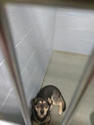 Shelter Stray Male Dog last seen , , NM, 1209 NM-314, Los Lunas, NM 87031, USA