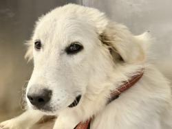 Shelter Stray Male Dog last seen FM 1466, Williamson County, TX, 1855 SE Inner Loop, Georgetown, TX 78626, USA