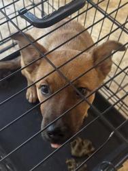 Shelter Stray Male Dog last seen Near BLK Martin Ave, Williamson County, TX, 1855 SE Inner Loop, Georgetown, TX 78626, USA
