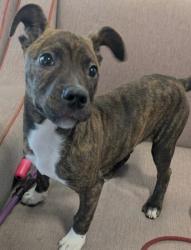 Shelter Stray Female Dog last seen Near Hillcrest, 75149, TX, 1650 Gross Rd, Mesquite, TX 75149, USA