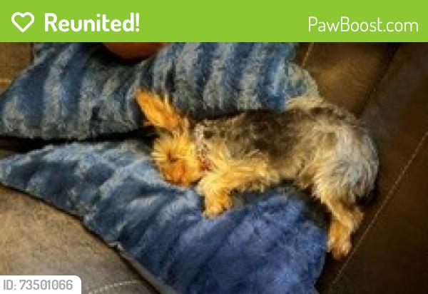 Reunited Male Dog last seen Pine in between harvard and Yale and near Pittsburg, Tulsa, OK 74115
