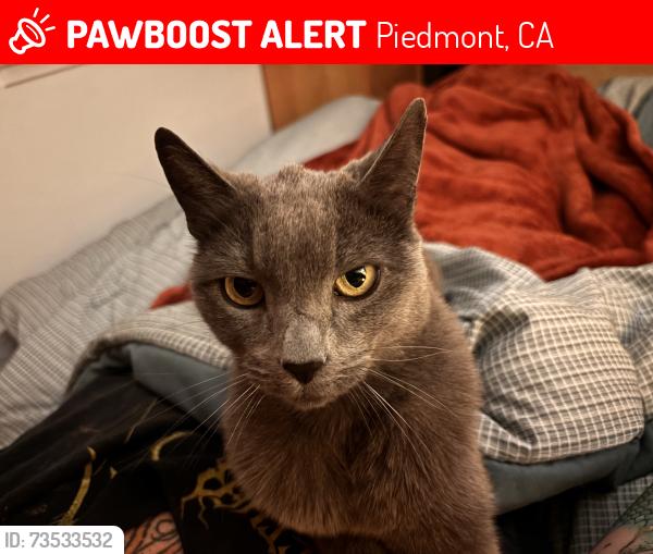 Lost Female Cat last seen Sommerset Rd and Estates Drive, Piedmont, CA 94611