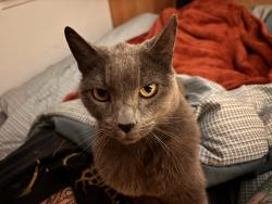Lost Female Cat last seen Sommerset Rd and Estates Drive, Piedmont, CA 94611