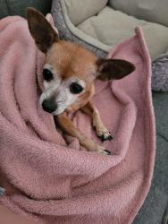 Reunited Female Dog last seen Dutchman Ave & Sistan st, Henderson, NV 89011