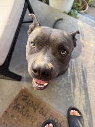 Reunited Male Dog last seen Independence and N Galvez, New Orleans, LA 70117