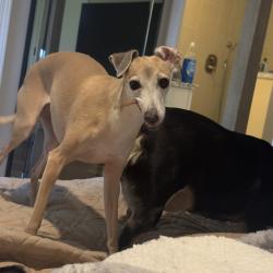 Lost Female Dog last seen Park Ave west and McCraren, Highland Park, IL 60035