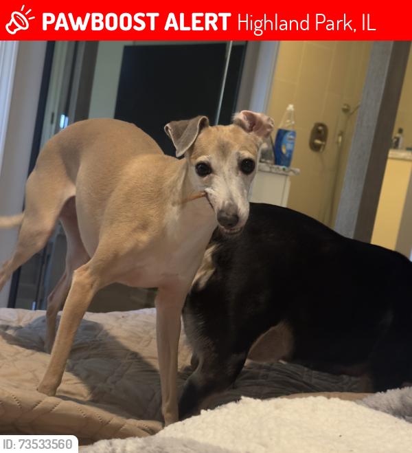 Lost Female Dog last seen Park Ave west and McCraren, Highland Park, IL 60035