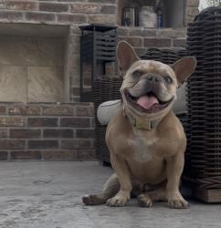 Reunited Female Dog last seen Near Cactus Ct, Rancho Cucamonga, CA 91737, USA, Rancho Cucamonga, CA 91737