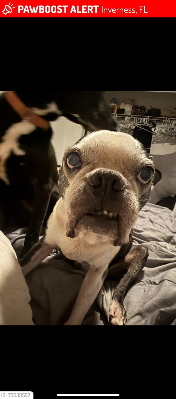 Lost Male Dog last seen Independence Hwy & Monroe St W Inverness, Inverness, FL 34453