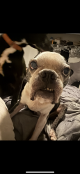 Lost Male Dog last seen Independence Hwy & Monroe St W Inverness, Inverness, FL 34453