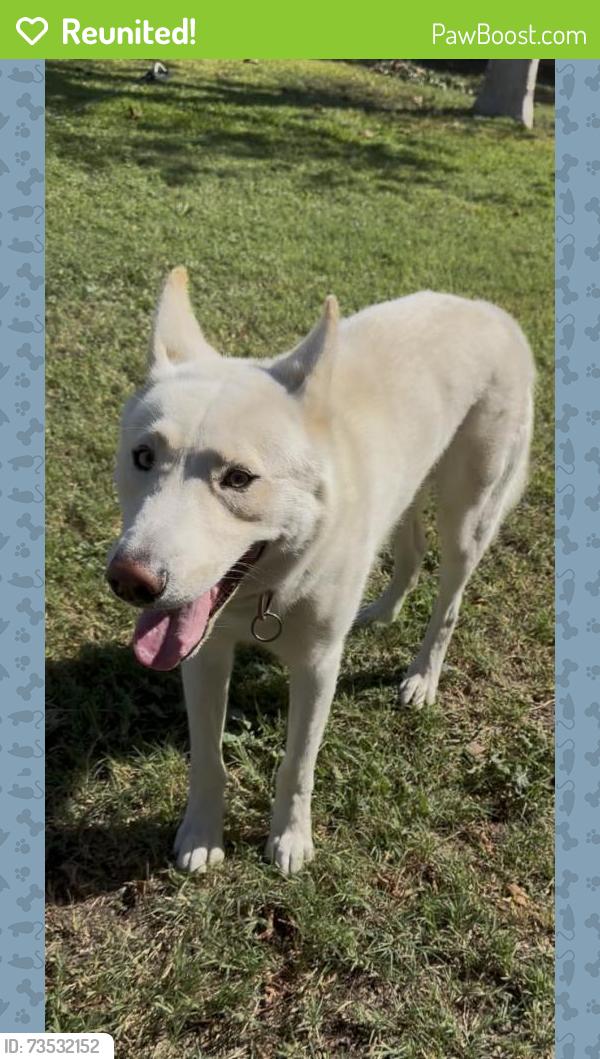 Reunited Male Dog last seen St. James & Canal, Orange, CA 92865