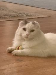 Reunited Female Cat last seen Calmar Ave. and Paloma Ave., Oakland, CA 94610