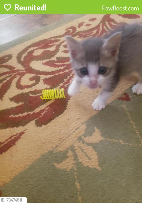 Reunited Female Cat last seen Watts Farm subdivision, Watts lane, Murfreesboro TN, Murfreesboro, TN 37127