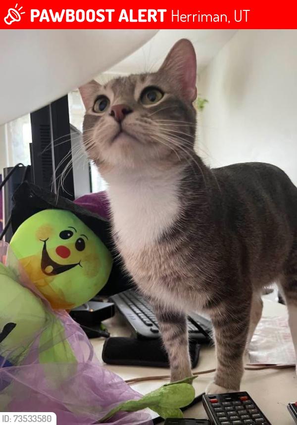 Lost Male Cat last seen Rosecrest Herriman ut, Herriman, UT 84096