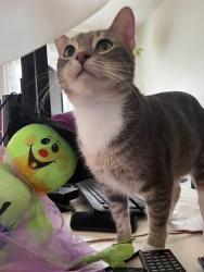 Lost Male Cat last seen Rosecrest Herriman ut, Herriman, UT 84096