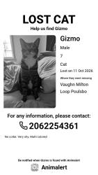 Lost Male Cat last seen Curt Rudolph (cross street). Around the community pool area., Poulsbo, WA 98370