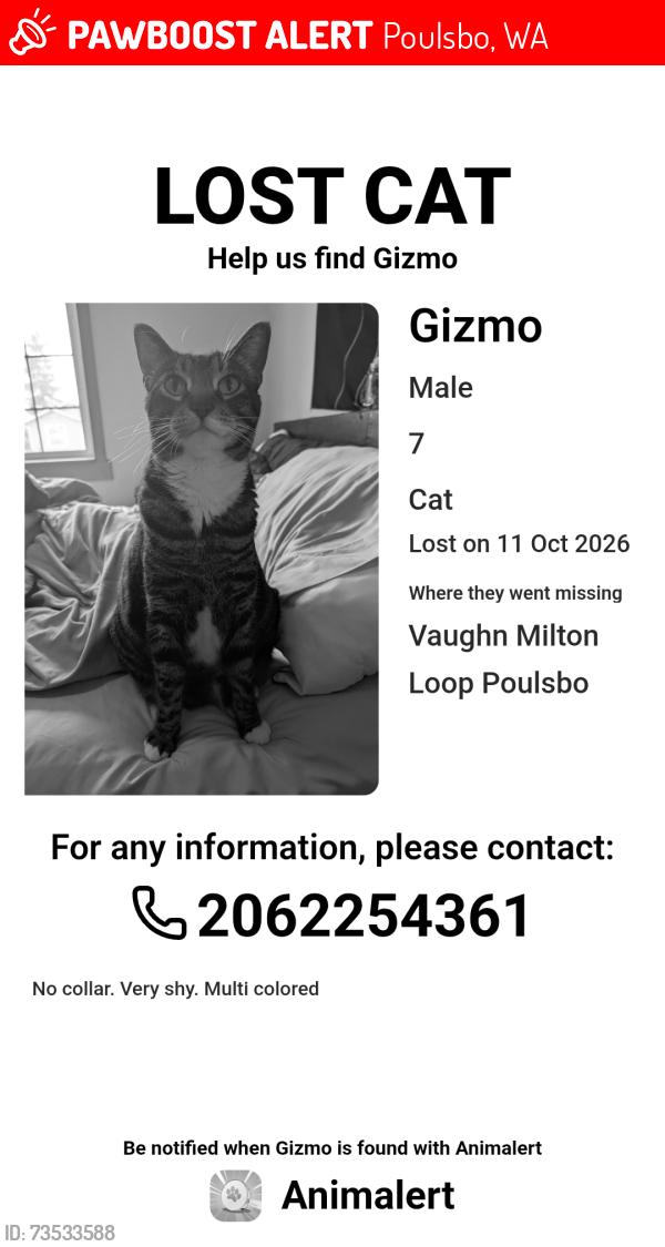 Lost Male Cat last seen Curt Rudolph (cross street). Around the community pool area., Poulsbo, WA 98370