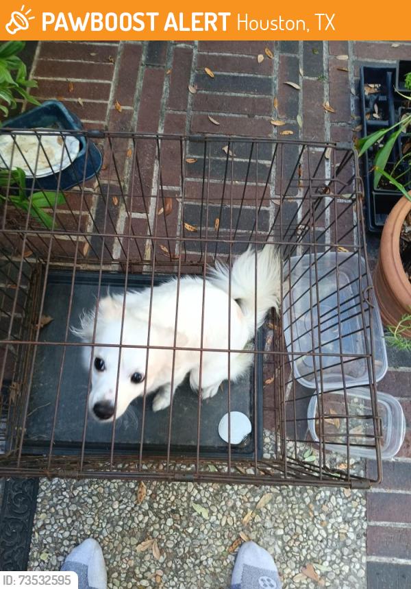 Found/Stray Unknown Dog last seen OTTAWA near emnora, Houston, TX 77043