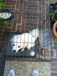 Found/Stray Unknown Dog last seen OTTAWA near emnora, Houston, TX 77043