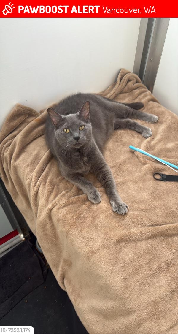 Lost Male Cat last seen Stapleton Rd and Plomondon st, Vancouver, WA 98661