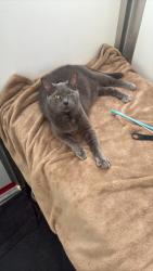 Lost Male Cat last seen Stapleton Rd and Plomondon st, Vancouver, WA 98661