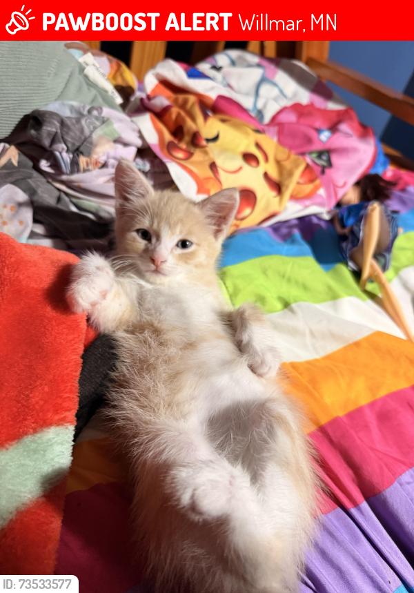 Lost Male Cat last seen Cambell, Willmar, MN 56201
