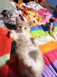 Lost Male Cat last seen Cambell, Willmar, MN 56201