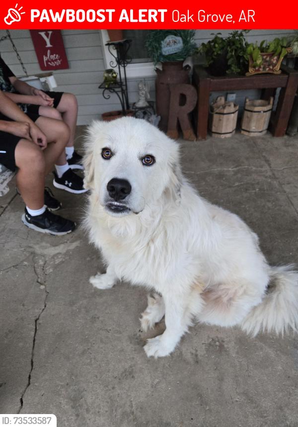 Lost Male Dog last seen Blue eye mo, Oak Grove, AR 72660