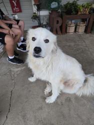 Lost Male Dog last seen Blue eye mo, Oak Grove, AR 72660