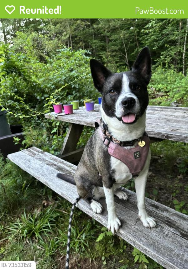 Reunited Female Dog last seen Vons, San Diego, CA 92122