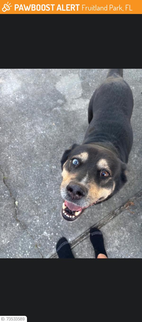 Found/Stray Female Dog last seen Off Picciola Rd, Fruitland Park, FL 34731