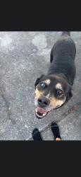 Found/Stray Female Dog last seen Off Picciola Rd, Fruitland Park, FL 34731