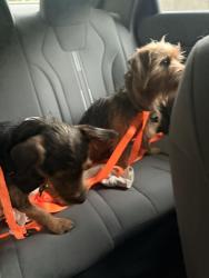 Found/Stray Male Dog last seen Patriot Rd, Raleigh, NC 27610