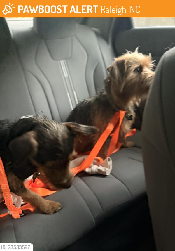 Found/Stray Male Dog last seen Patriot Rd, Raleigh, NC 27610