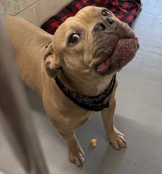 Shelter Stray Male Dog last seen OR, 1700 W Historic Columbia River Hwy, Troutdale, OR 97060, USA