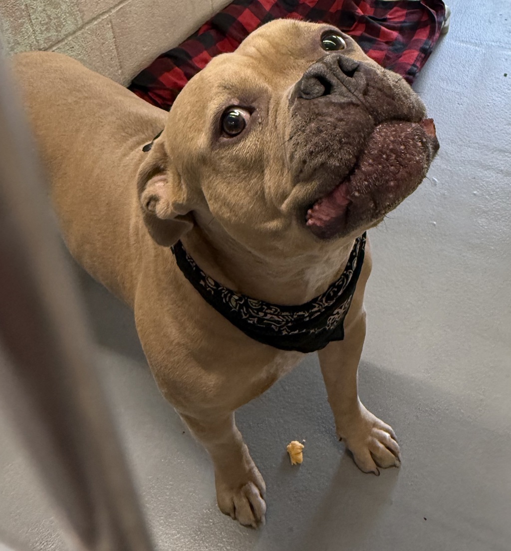 Shelter Stray Male Dog last seen OR, 1700 W Historic Columbia River Hwy, Troutdale, OR 97060, USA