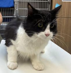 Shelter Stray Male Cat last seen SE 157th Ave & E Burnside St, PORTLAND, OR, 97233, 1700 W Historic Columbia River Hwy, Troutdale, OR 97060, USA