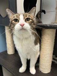 Shelter Stray Female Cat last seen Apt 20,1878 S Main Street, SALT LAKE CITY, UT, 84115, 511 W 3900 S, Salt Lake City, UT 84123, USA