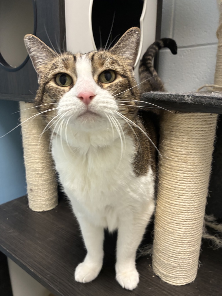 Shelter Stray Female Cat last seen Apt 20,1878 S Main Street, SALT LAKE CITY, UT, 84115, 511 W 3900 S, Salt Lake City, UT 84123, USA