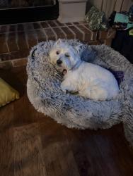 Lost Male Dog last seen Cemetery Rd & Whippoorwill, Mustang, OK 73064