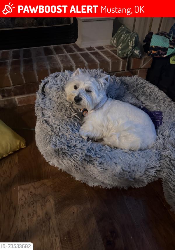 Lost Male Dog last seen Cemetery Rd & Whippoorwill, Mustang, OK 73064
