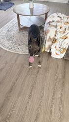 Lost Female Dog last seen Perry Crossing, Sellersburg, IN 47172