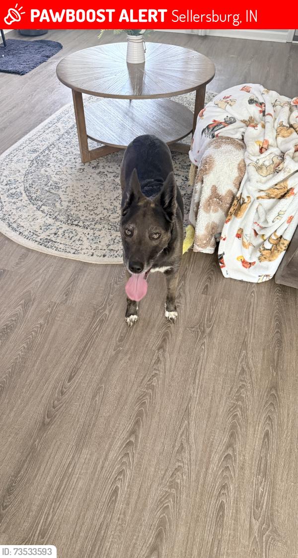Lost Female Dog last seen Perry Crossing, Sellersburg, IN 47172