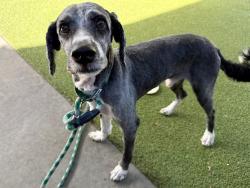 Shelter Stray Male Dog last seen Near Murray Boulevard, MURRAY CITY, UT, 84123, 511 W 3900 S, Salt Lake City, UT 84123, USA